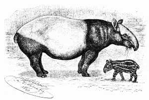 tapir-engraving